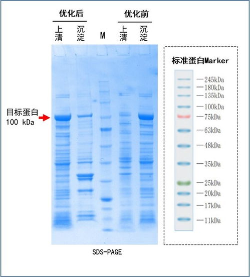 基因工厂云探秘系列2 免费序列优化,提升载体构建成功率 解锁高效基因表达